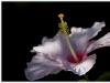 Hibiscus, La Palma